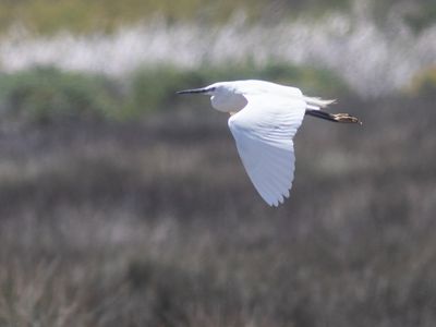 Little Egret / Kleine zilverreiger / Egretta garzetta