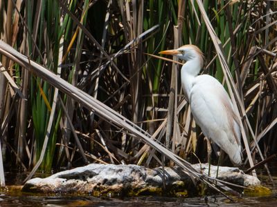 Cattle Egret / Koereiger / Bubulcus ibis