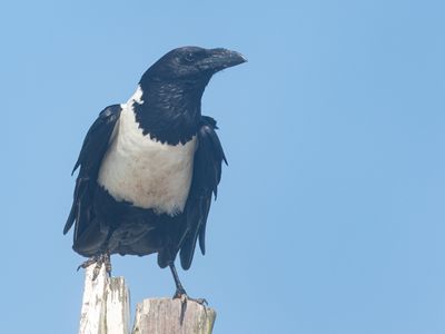 Pied Crow / Bonte kraai / Corvus albus