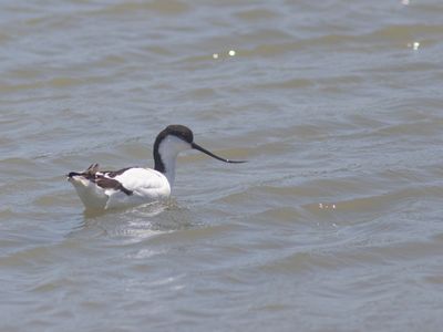 Pied avocet / Kluut / Recurvirostra avosetta