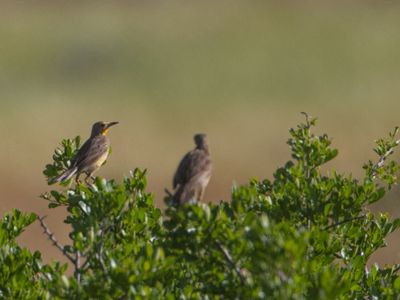 Cape Longclaw / Kaapse Langklauw / Macronyx capensis