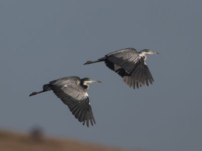 Black-headed Heron / Zwartkopreiger / Ardea melanocephala