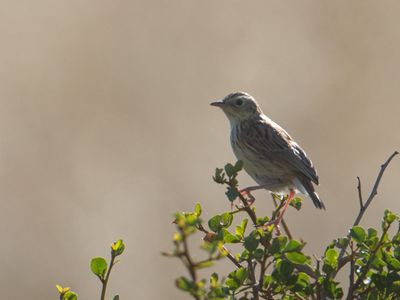 Cloud Cisticola / Tinktinkgraszanger / Cisticola textrix