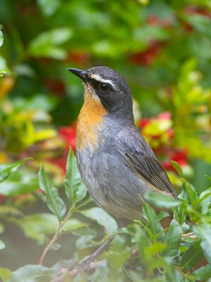 Cape Robin-chat / Kaapse Lawaaimaker / Cossypha caffra