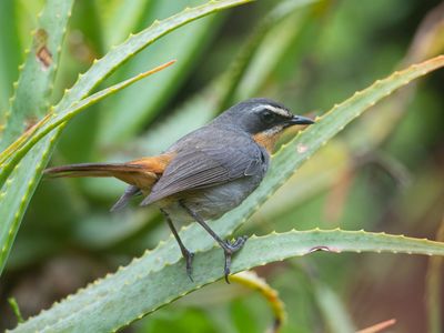 Cape Robin-chat / Kaapse Lawaaimaker / Cossypha caffra