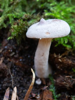 Lactarius lilacinus / Lila melkzwam