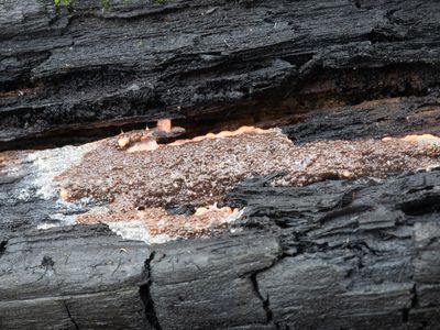 Dictydiaethalium plumbeum / Loodkleurig netplaatje