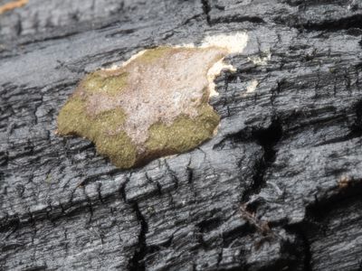Reticularia olivacea / Olijfkleurig boomkussen
