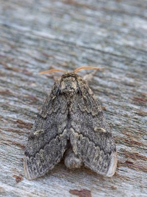 Geelbruine tandvlinder / Large Dark Prominent / Notodonta torva 