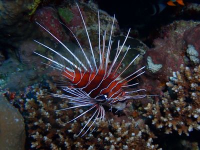 Sierlijke koraalduivel / Radial Firefish / Pterois radiata