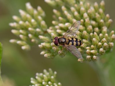 Grote kommazweefvlieg / Eupeodes luniger