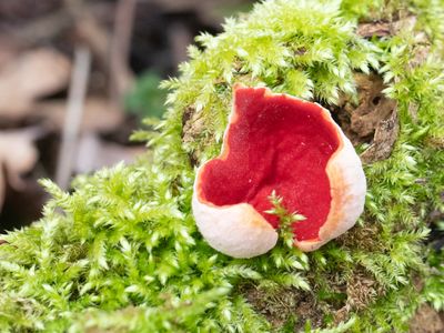 Sarcoscypha coccinea / Rode kelkzwam