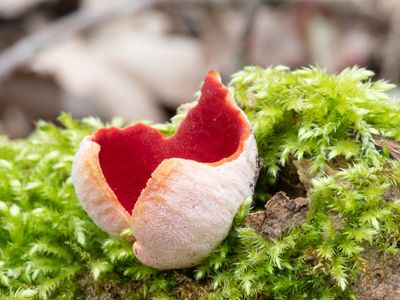 Sarcoscypha coccinea / Rode kelkzwam