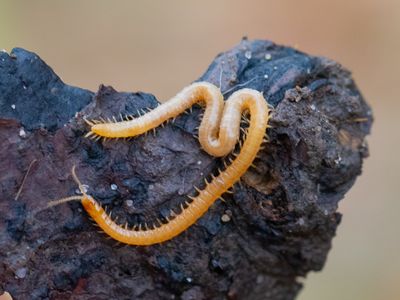 Grote aardkruiper / Stigmatogaster subterranea