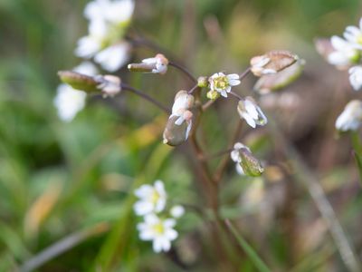 Vroegeling / Common Whitlowgrass / Draba verna