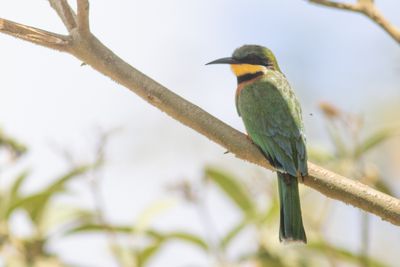 Cinnamon-chested Bee-eater / Bergbijeneter / Merops oreobates