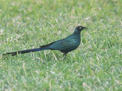 Long-tailed Glossy Starling / Groene Langstaartglansspreeuw / Lamprotornis caudatus