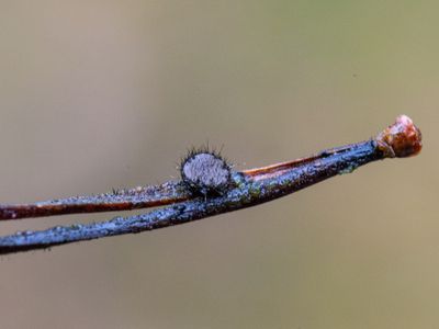 Desmazierella acicola / Harige knoopzwam