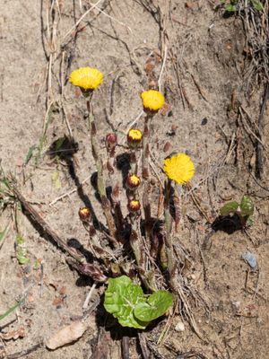 Klein hoefblad  / Tussilago farfara