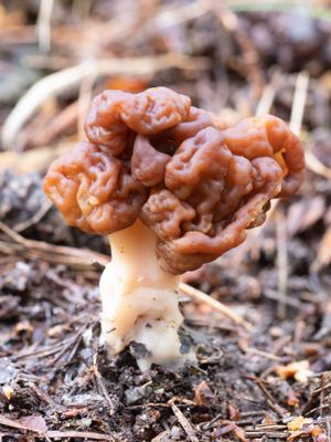 Gyromitra esculenta / Voorjaarskluifzwam / False Morel