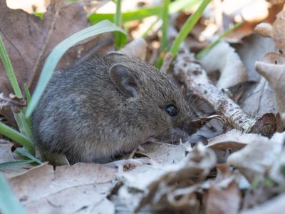Bosmuis / Wood mouse / Apodemus sylvaticus