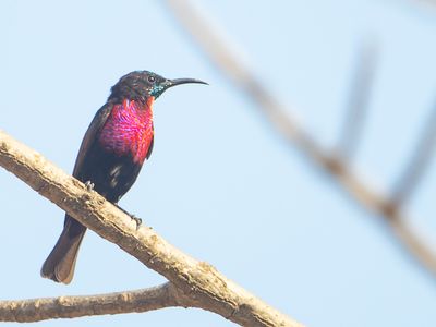 Scarlet-chested Sunbird / Roodborsthoningzuiger / Chalcomitra senegalensis