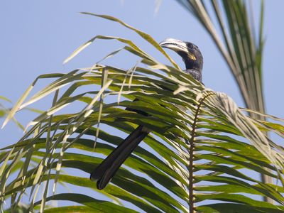West African Pied Hornbill / Westelijke Bonte Tok / Lophoceros semifasciatus