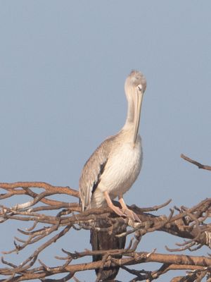 Pink-backed Pelican / Kleine Pelicaan / Pelecanus rufescens