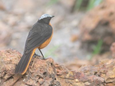 White-crowned Robin Chat / Schubkaplawaaimaker / Cossypha albicapillus