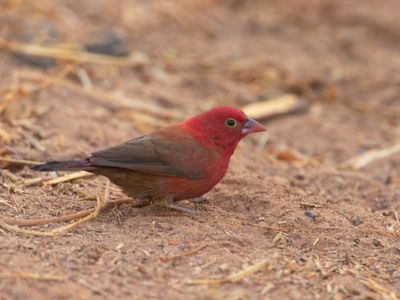 Red-billed Firefinch / Vuurvink / Lagonosticta senegala