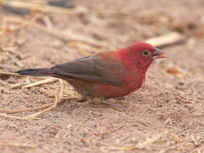 Red-billed Firefinch / Vuurvink / Lagonosticta senegala