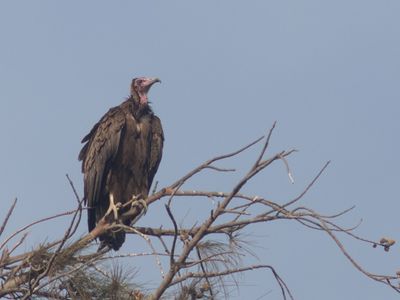 Hooded Vulture / Kapgier / Necrosyrtes monachus