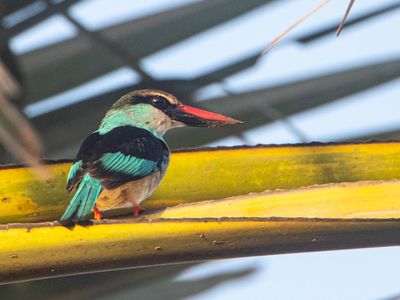 Blue-breasted Kingfisher / Teugelijsvogel / Halcyon malimbica