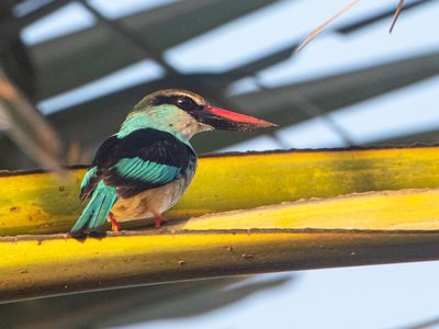Blue-breasted Kingfisher / Teugelijsvogel / Halcyon malimbica