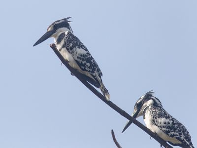 Pied Kingfisher / Bonte ijsvogel / Ceryle rudis