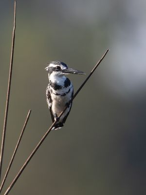 Pied Kingfisher / Bonte ijsvogel / Ceryle rudis