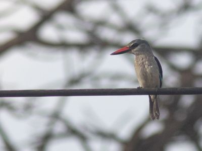 Woodland Kingfisher / Senegalijsvogel / Halcyon senegalensis