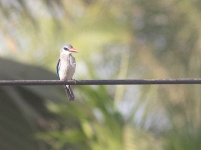 Woodland Kingfisher / Senegalijsvogel / Halcyon senegalensis