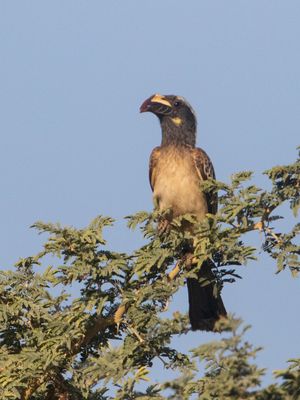 African Grey Hornbill / Grijze Tok / Lophoceros nasutus