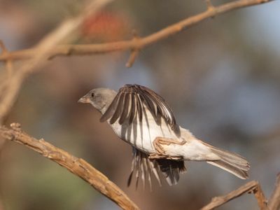 Northern Grey-headed Sparrow / Grijskopmus / Passer griseus