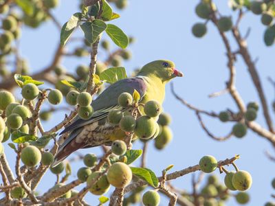 African Green Pigeon / Afrikaanse Papegaaiduif / Treron calvus