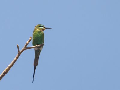 Blue-cheeked Bee-eater / Groene bijeneter / Merops persicus