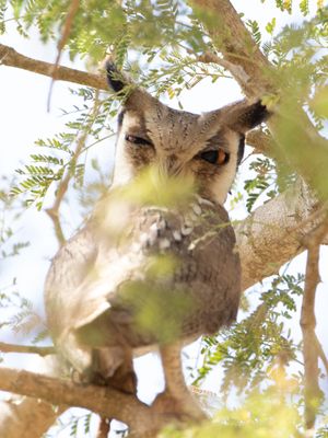 Northern White-faced Owl / Noordelijke Witwangdwergooruil / Ptilopsis leucotis
