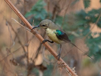 Beautifull Sunbird / Feenhoningzuiger / Cinnyris pulchellus