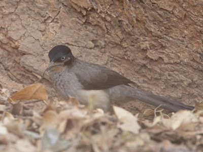 Blackcap Babbler / Zwartkapbabbelaar / Turdoides reinwardtii