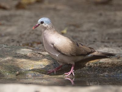 Blue-spotted Wood Dove / Staalvlekduif / Turtur afer