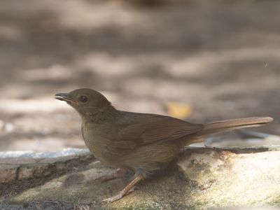 Little Greenbul / Groene Buulbuul / Eurillas virens