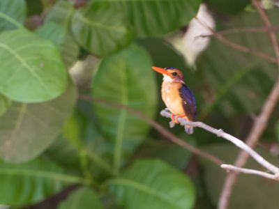African Pygmy Kingfisher / Afrikaanse Dwergijsvogel / Ispidina picta