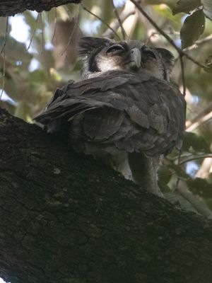 Verreaux's Eagle-owl / Verreauxs Oehoe / Ketupa lactea