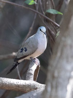 Black-billed Wood Dove / Zwartsnavelduif / Turtur abyssinicus